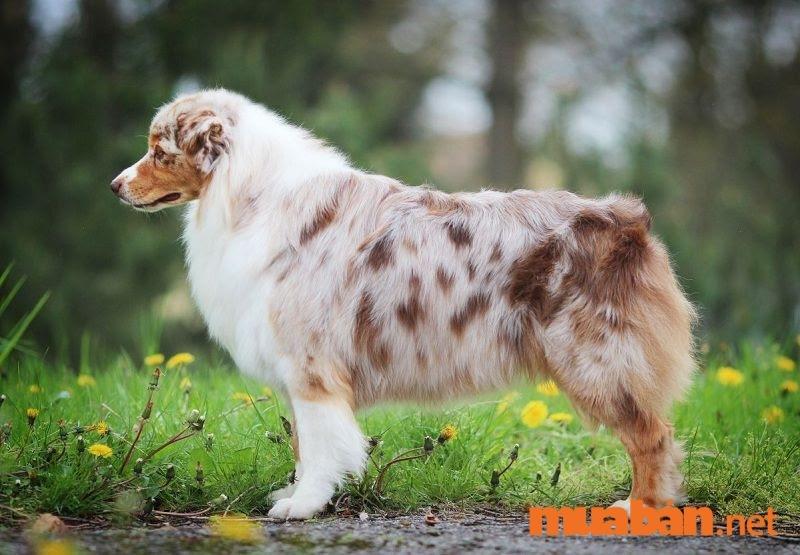 Chó thông minh nhất thế giới - Chó chăn cừu Úc Australian Shepherd
