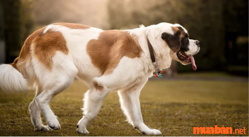 Chó Saint Bernard dễ mắc bệnh loạn sản xương hông 