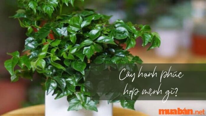 Cây hạnh phúc hợp mệnh gì?