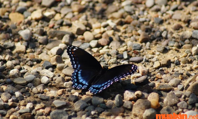 What does it mean when a black butterfly flies into the house?