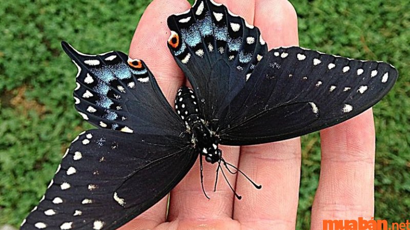 What does it mean when a black butterfly flies into the house?