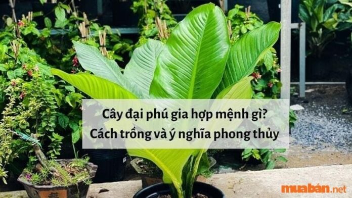 Cây đại phú gia hợp mệnh gì? Cách trồng và ý nghĩa phong thủy