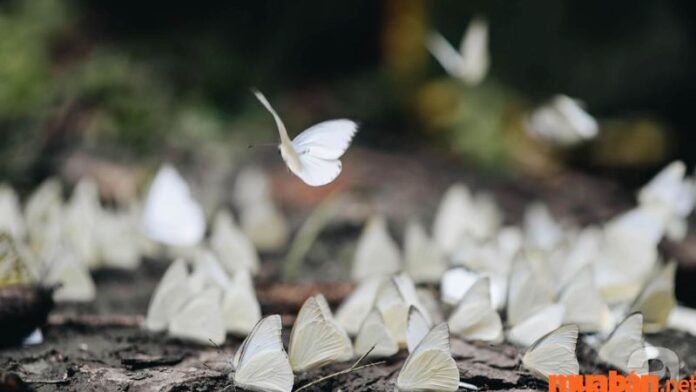bướm trắng bay vào nhà