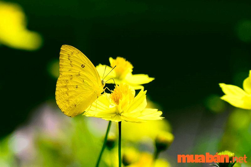 What does the yellow butterfly flying into the house mean during the day?