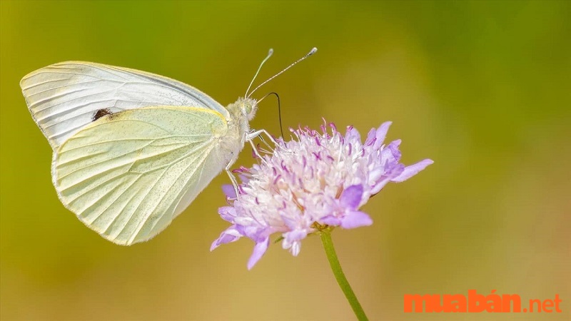 What does the yellow butterfly flying into the house mean?  White butterfly