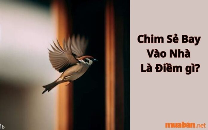 chim-se-bay-vao-nha Chim sẻ bay vào nhà là điềm gì?