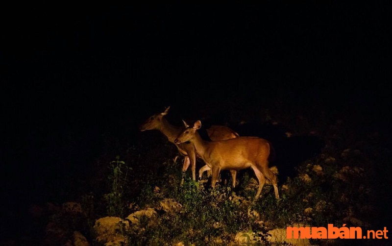 Tìm hiểu động vật hoang dã về đêm tại vườn quốc gia Cát Tiên