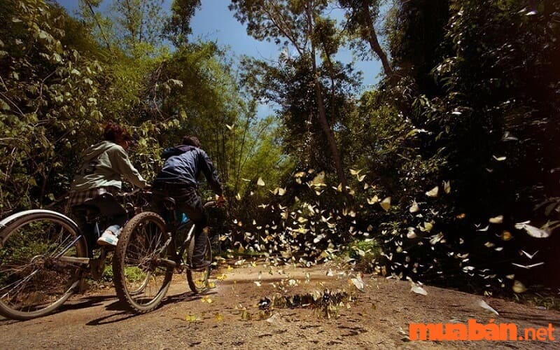 Đi xe đạp xuyên rừng khám phá Vườn quốc gia Cát Tiên