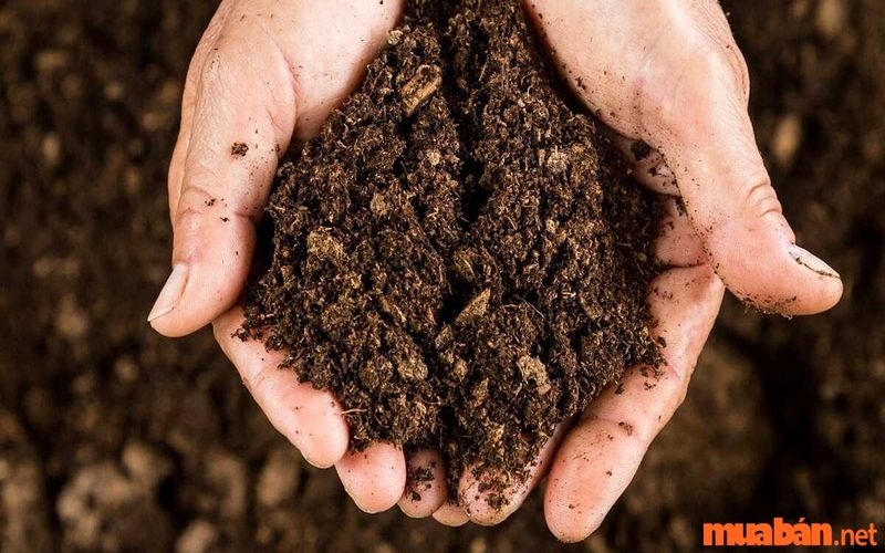 Đất chưa sử dụng là gì? 2 đặc điểm nổi bật của đất chưa sử dụng mà bạn cần biết 8 Đất chưa sử dụng là gì?