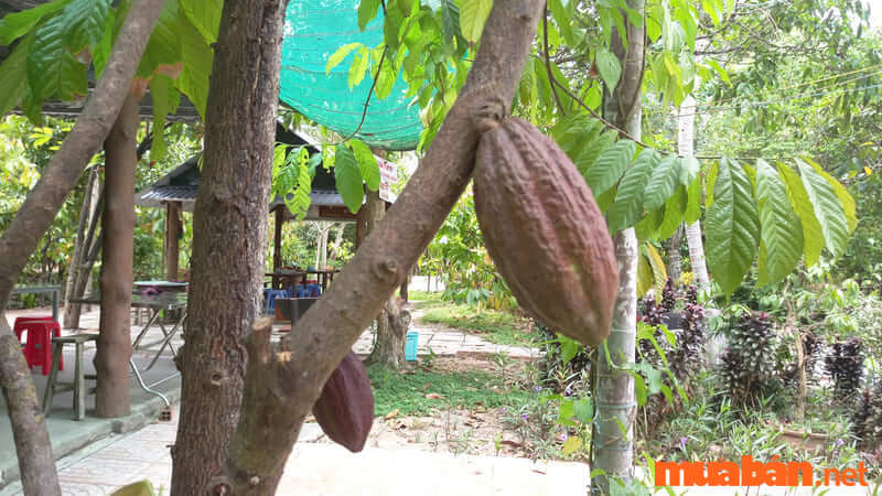 Vườn cacao Cần Thơ có gì vui