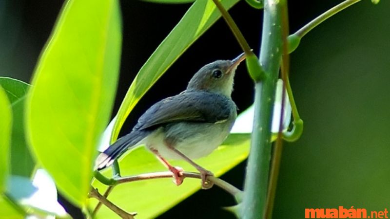 Chim sâu là loài có ích cho khu vườn nhà em. Em hãy tả con chim sâu đó cho  mọi người cùng nghe - Cakhia TV
