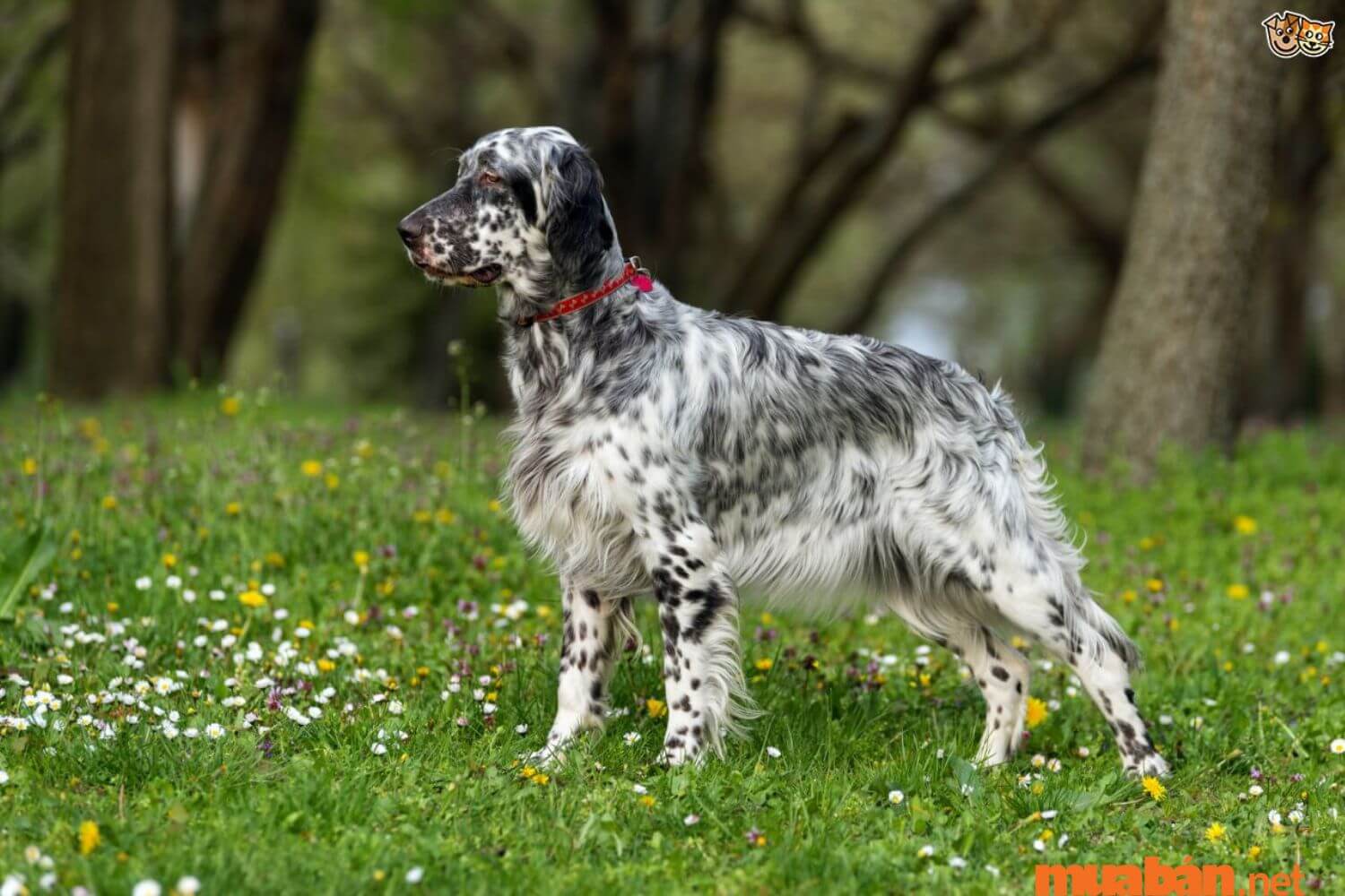 Chó English Setter là giống chó săn đầu tiên có mặt trên thế giới
