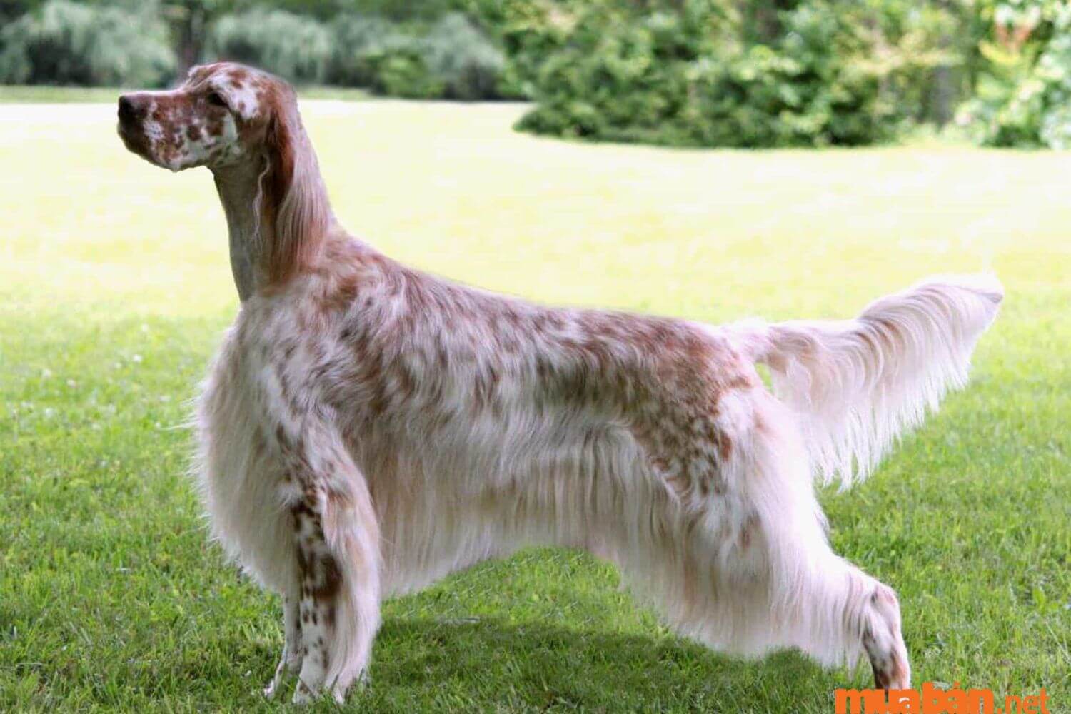 Chó English Setter lông dài 
