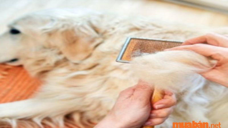 Cách vệ sinh cho chó lông dài tại nhà