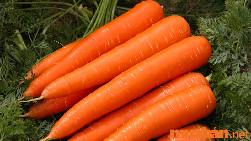 Chọn cà rốt tươi để làm dưa món thêm ngon