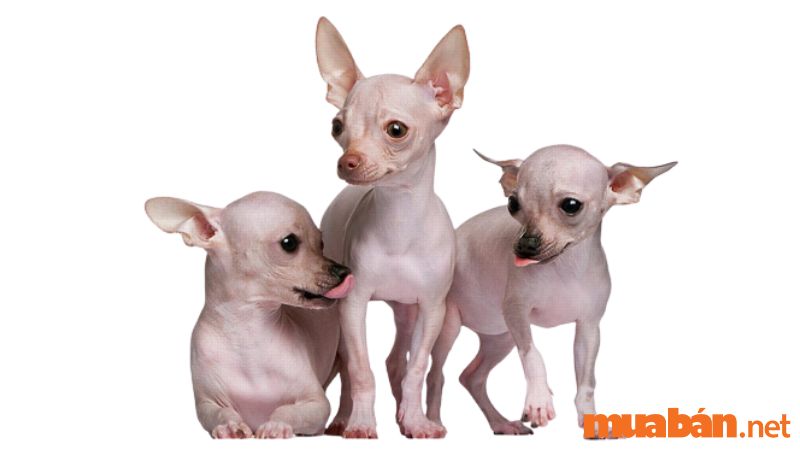 3 con chó không lông Chihuahua