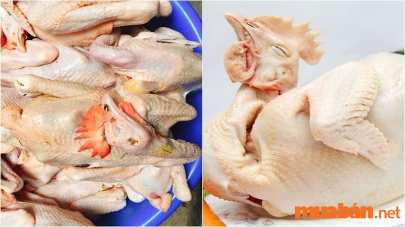 Khi mua gà đã làm sạch lông, bạn nên lựa gà có phần da nguyên vẹn