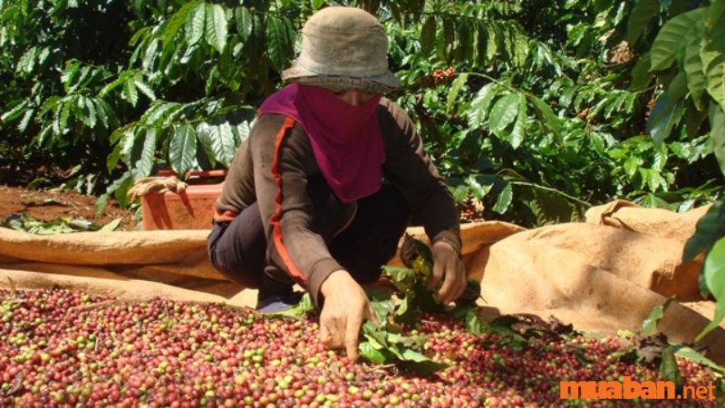 Cà phê đặc sản Kon Tum được người dân lựa chọn kỹ lưỡng, đảm bảo chất lượng cho từng hạt cà phê