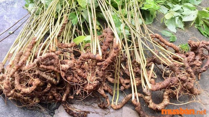 Sâm Ngọc Linh là một loại thảo dược quý hiếm mọc ở ngọn núi Ngọc Linh