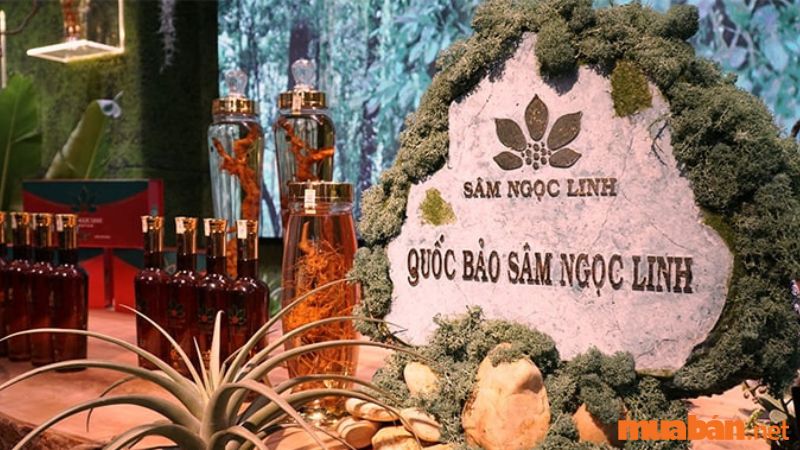 Sâm Ngọc Linh được mệnh danh là "quốc bảo Việt Nam"