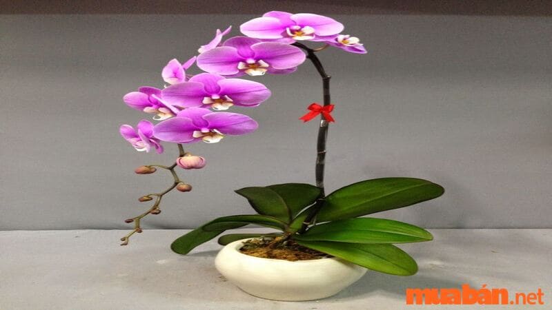 If you don't like growing plants, you can also consider orchids