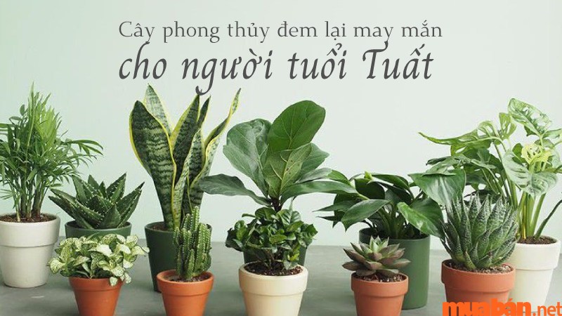 20 loại cây phong thủy hợp với người tuổi Tuất