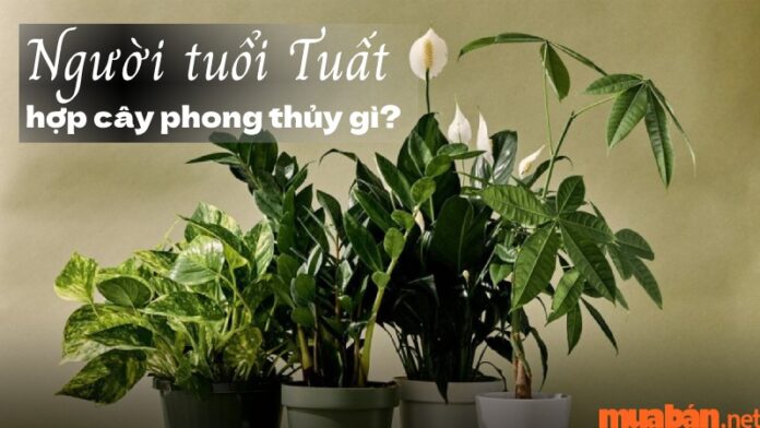 Người tuổi Tuất hợp cây gì theo phong thủy để may mắn và tiền tài?