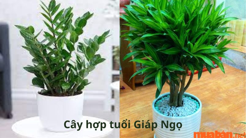 Tuổi Ngọ hợp cây gì? - Những cây hợp với người Giáp Ngọ như câu Bách Hợp, cây Trúc Mây, cây Phát Tài,...