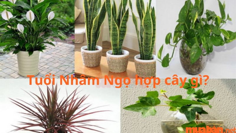 Tuổi Ngọ hợp cây gì? - Các cây phong thủy hợp người Nhâm Ngọ