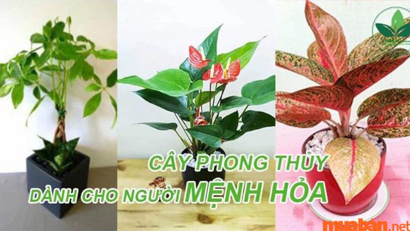 Tuổi Ngọ hợp mệnh gì? -  Bính Ngọ phù hợp với cây hợp mệnh Hỏa