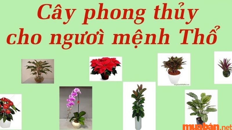 Tuổi Ngọ hợp cây gì? - Mậu Ngọ hợp cây mệnh Thổ