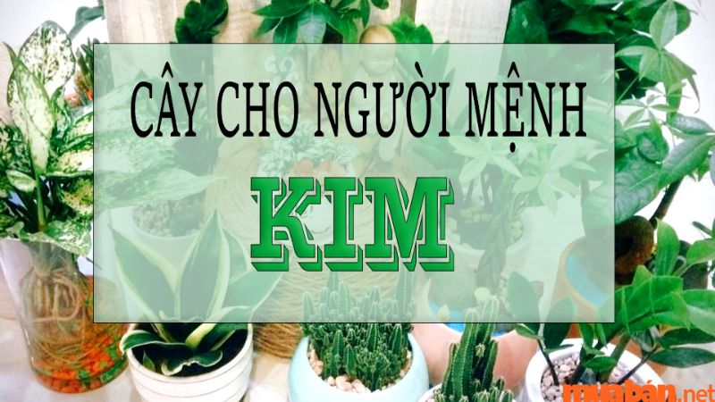 Tuổi Canh Ngọ hợp với cây phong thủy cho người mệnh Kim tương sinh mệnh Thủy và Thổ, tương khắc mệnh Hỏa