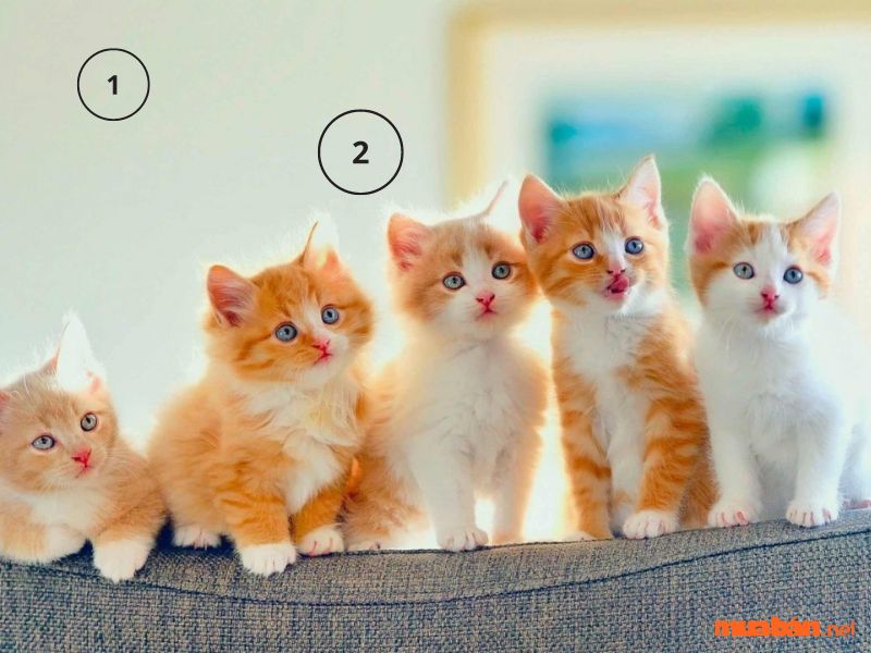 Nằm mơ thấy mèo liên quan đến con số nào?