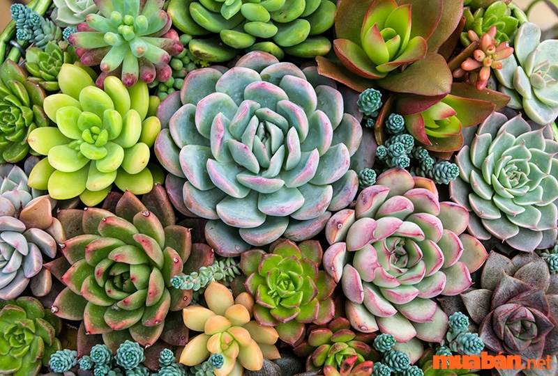 The succulent plant is suitable for the age of the Rooster