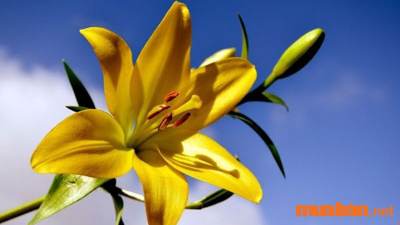 Hoa ly vàng là lựa chọn phổ biến để nói thay lời cảm ơn