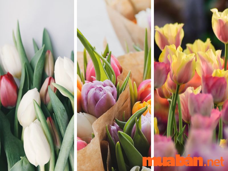 Đặc điểm nổi bật của hoa tulip