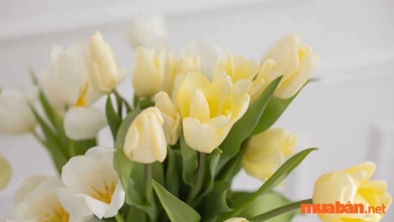 Khám Phá Ý Nghĩa Hoa Tulip Theo Từng Sắc Màu, Số Lượng Hoa