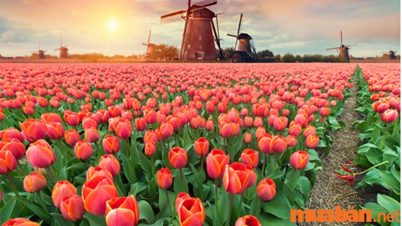 Nguồn gốc xuất xứ của hoa tulip