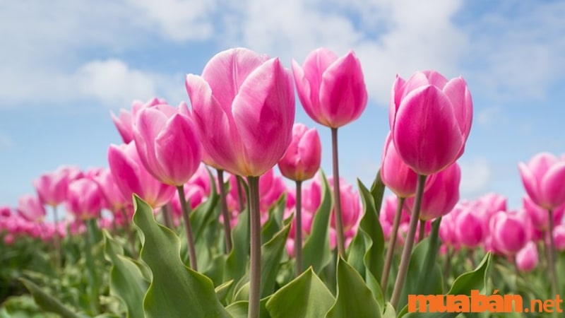 Hoa tulip được trồng tại Đà Lạt "xứ sở ngàn hoa"