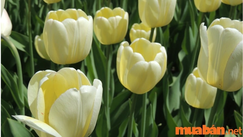 Màu sắc của hoa tulip tượng trưng cho điều gì?