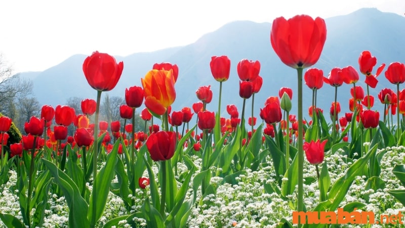 Cách vẽ hoa tulip ấn tượng nhất, mẫu tranh hoa tulip đẹp dễ vẽ