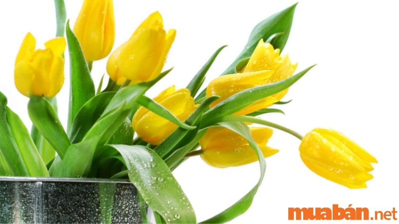 Ý nghĩa hoa tulip vàng trong tình bạn