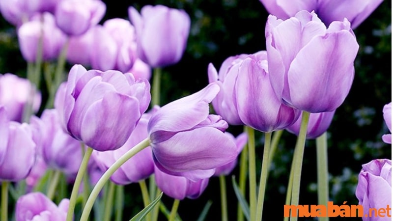 Hoa tulip tím mang ý nghĩa sang trọng, thủy chung