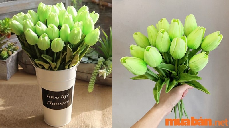 Hoa tulip xanh lá mang đến sự nhẹ nhàng trong tình yêu