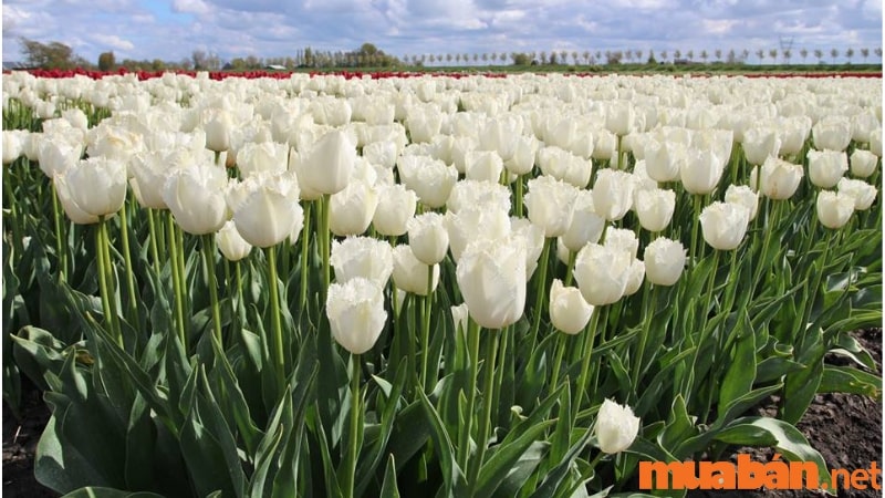 Hoa tulip trắng tinh khiết như nàng thiên sứ