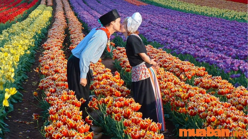Ý nghĩa hoa tulip theo số lượng trong tình yêu
