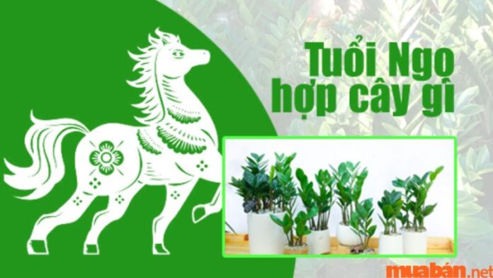 Tuổi Ngọ hợp cây gì