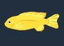 Cá Chuối Cichlid