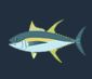 Cá ngừ vây vàng 