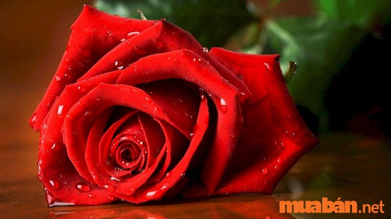 Hiểu được ý nghĩa hoa hồng, bạn sẽ thêm yêu thích loài hoa này